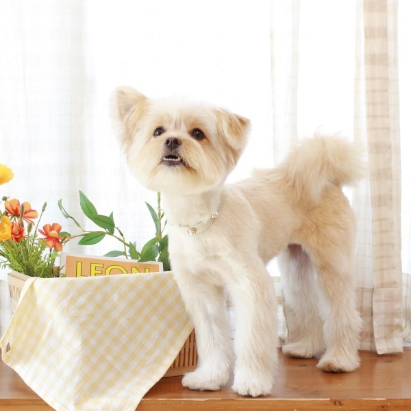 페오펫몰,소프트 진주 목줄 화이트