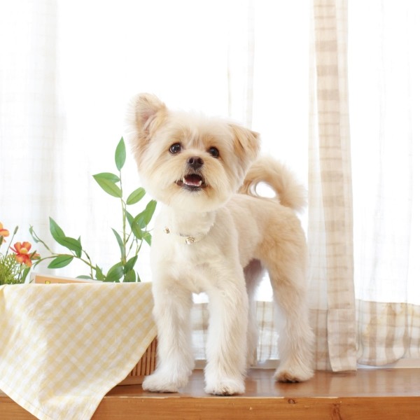 페오펫몰,소프트 진주 목줄 화이트