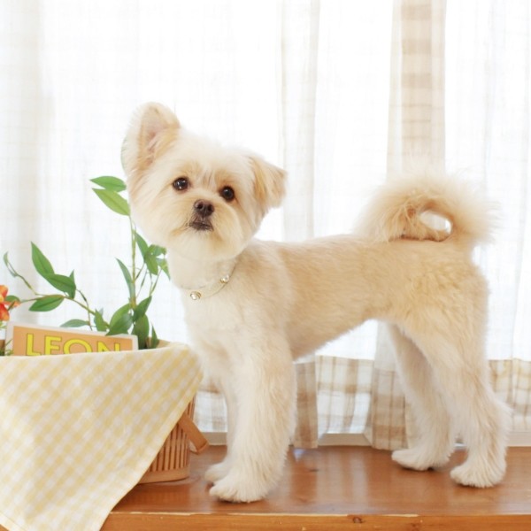 페오펫몰,소프트 진주 목줄 화이트