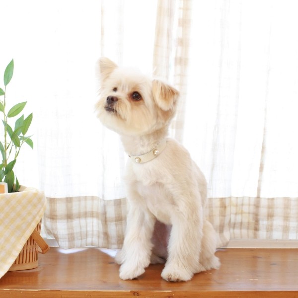 페오펫몰,소프트 진주 목줄 화이트