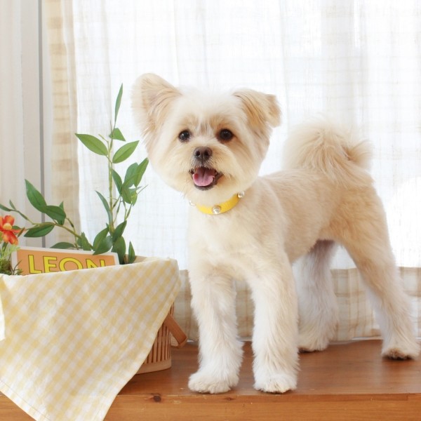 페오펫몰,소프트 진주 목줄 옐로우