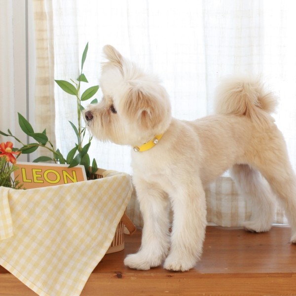 페오펫몰,소프트 진주 목줄 옐로우