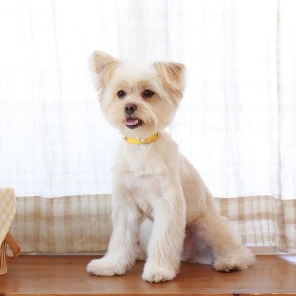 페오펫몰,소프트 진주 목줄 옐로우