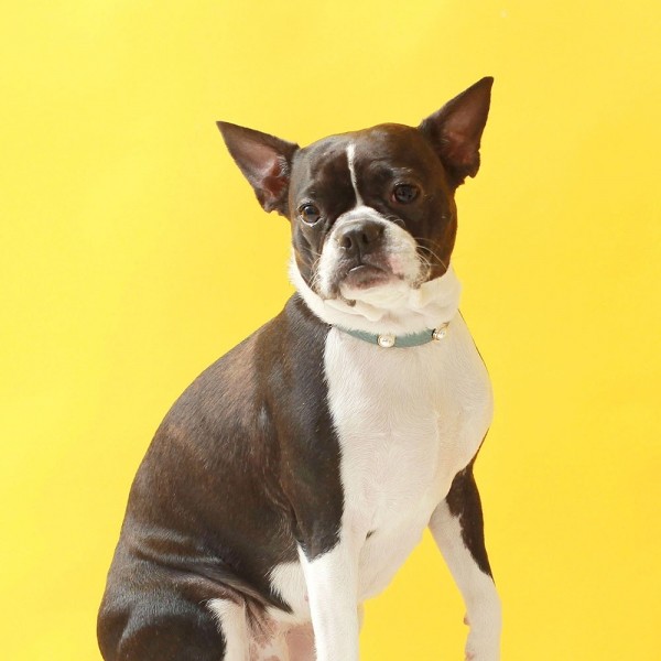 페오펫몰,소프트 진주 목줄 인디안 블루