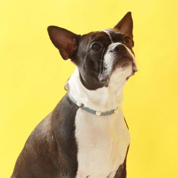 페오펫몰,소프트 진주 목줄 인디안 블루