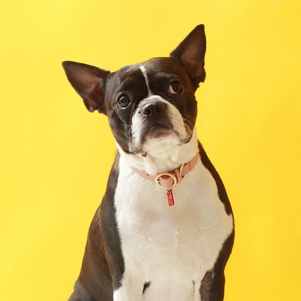 페오펫몰,트위스트 라운드 목줄 위드 유 로즈 핑크