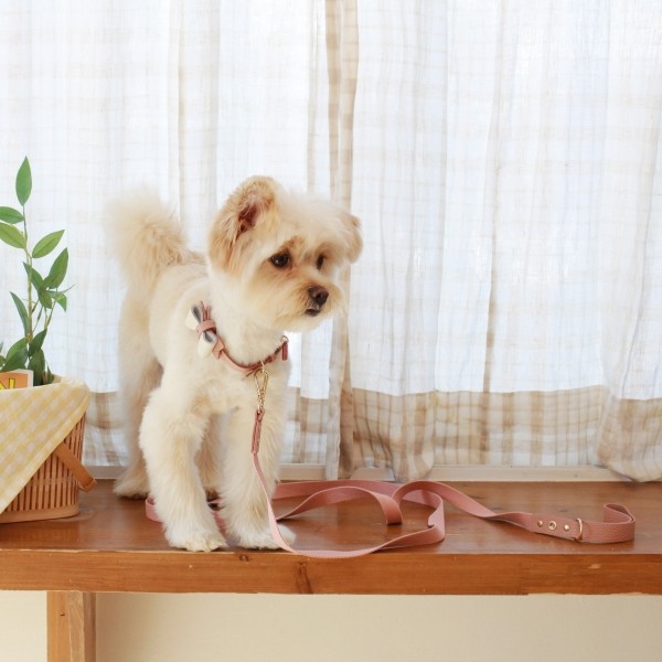 페오펫몰,[댕보양특가] 러닝 메이트 레더&웨빙 리드줄 로즈핑크