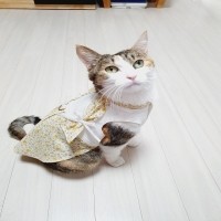옐로 플링 원피스 4XS-9XL 초소 중 대형 고양이 옷 강아지 원피스 외출복 나들이복 행사 핸드메이드 맞춤제작