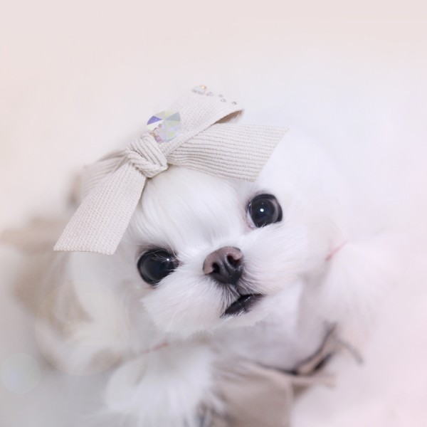 페오펫몰,[마망독] 빅코듀로이 핸드메이드 리본핀 7color