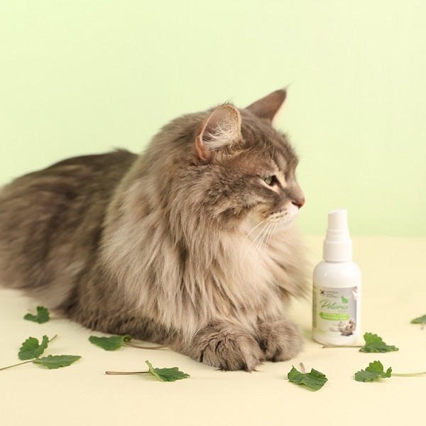 페오펫몰,펫토리아 고양이 캣닢 스프레이 50ml