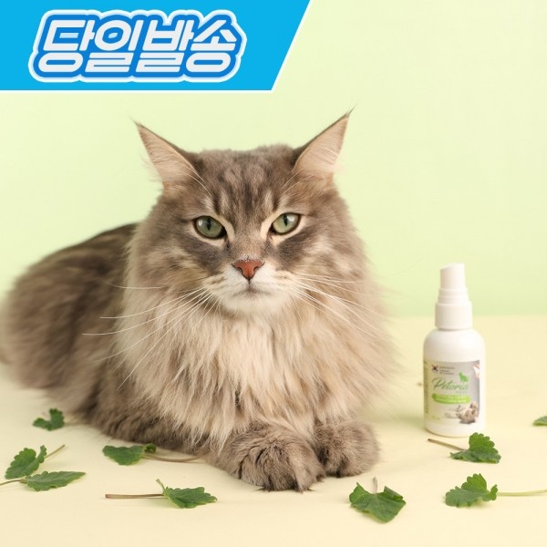 페오펫몰,펫토리아 고양이 캣닢 스프레이 50ml