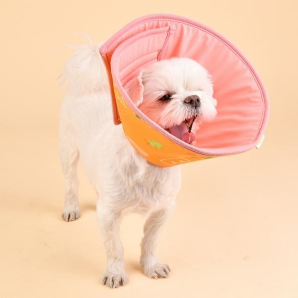 페오펫몰,올치 디어넥카라 오렌지