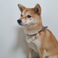 예보들 시바견목걸이 강아지방울목걸이 강아지산책목줄 강아지악세사리 강아지인식표 반려동물산책 고양이방울목걸이