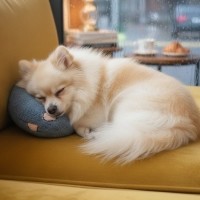 [따스한특가] 예보들 강아지 고양이 머리쿠션 반려동물 목베개 애견베개 목뼈보호