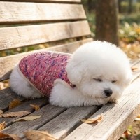 [예보들][꽃길특가] 하네스 필요없는 강아지 누빔 조끼 강아지 패딩 조끼 하네스 일체형 퀼팅 겨울 옷 누빔 산책용 꽃무늬 소형견 중형견