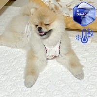 그루밍독 반려동물 듀라론 아이스 쿨매트