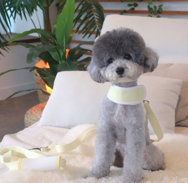 페오펫몰,펫베오 5초 리쉬 강아지 순면 핸즈프리 리드줄 리쉬