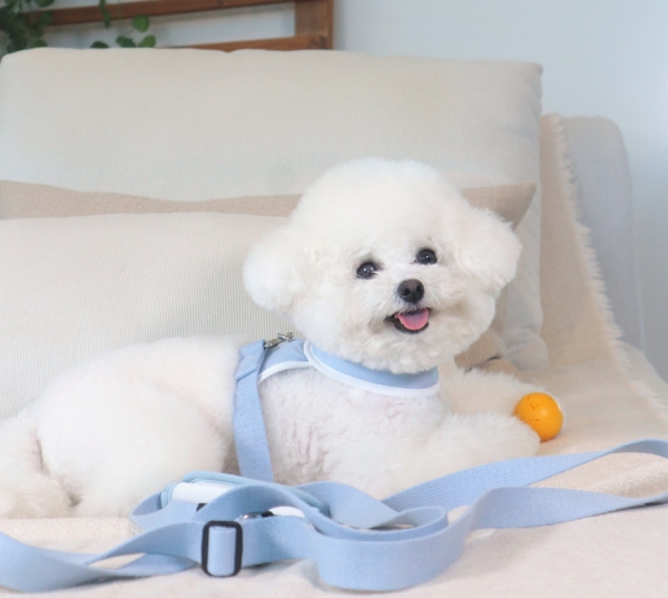 페오펫몰,펫베오 5초 리쉬 강아지 순면 핸즈프리 리드줄 리쉬