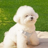 [봄맞이특가]펫베오 프리밴드 X형 하네스 소형견 중형견
