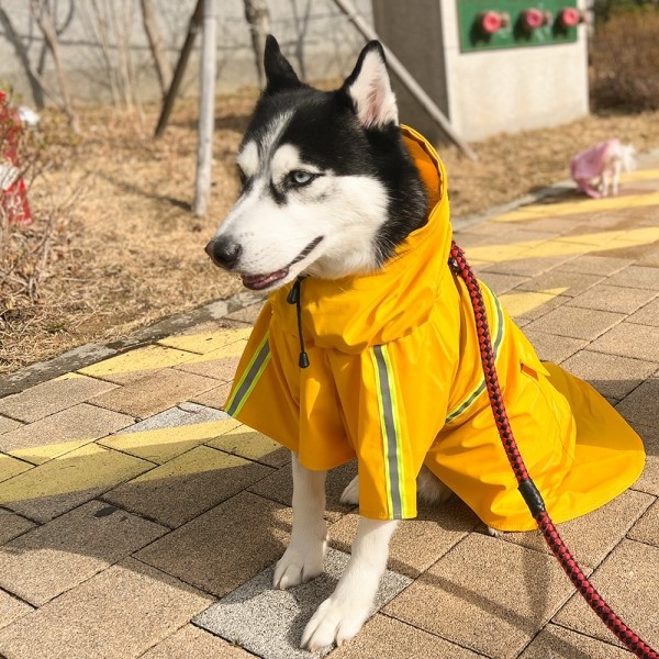 페오펫몰,댕댕이가게 강아지 애견 대형견 우비 비옷