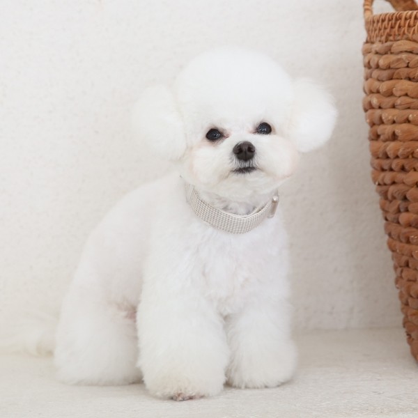 페오펫몰,[리토가토] 오가닉 목줄
