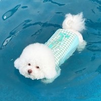 [리토가토] 롤리팝 강아지 구명조끼