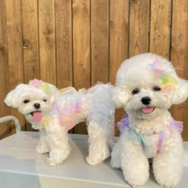 페오펫몰,[우다다다] Giftcandy crop 기프트캔디 크롭