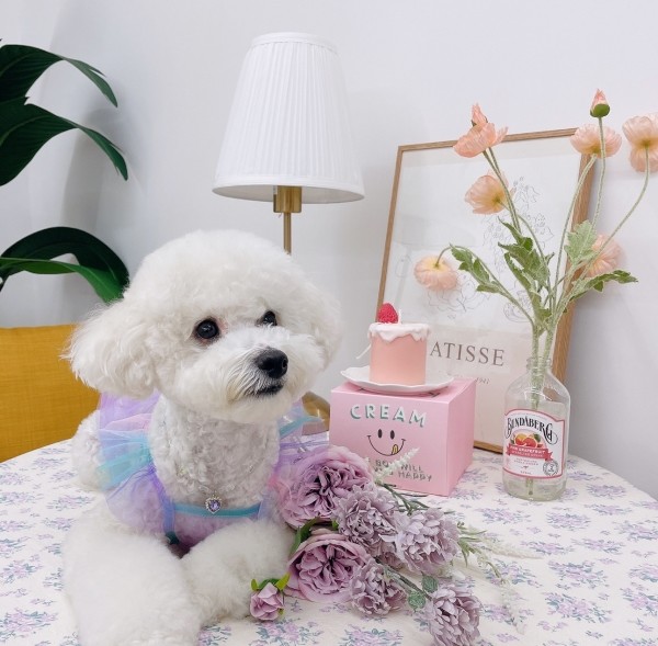 페오펫몰,[우다다다] Giftcandy crop 기프트캔디 크롭