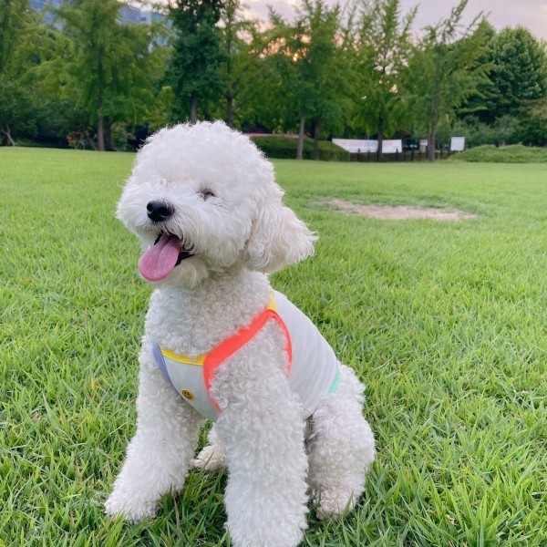 페오펫몰,[우다다다] Mix match COOL crop 믹스매치 쿨 크롭티