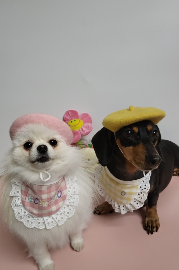 페오펫몰,자수캔디 케이프