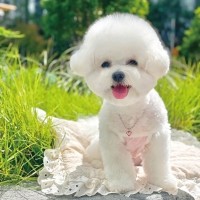 [오늘출발] 샤이닝 하트 목걸이 인식표