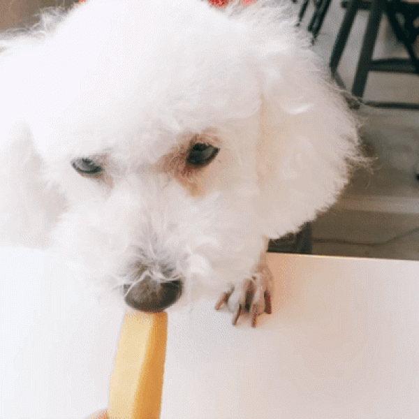페오펫몰,[오래오래프로젝트] 히말라야 야크치즈 S