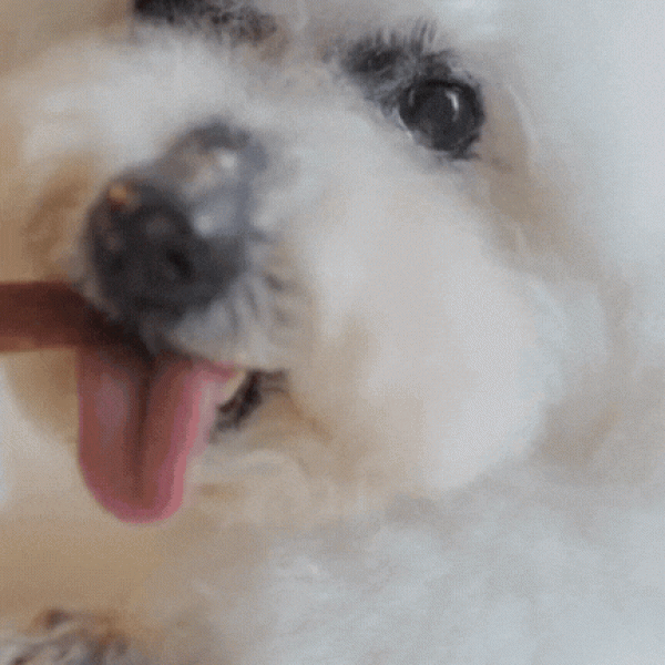 페오펫몰,[오래오래프로젝트] 초대용량 줄줄이스틱 소고기 (48스틱/288g) #낱개포장