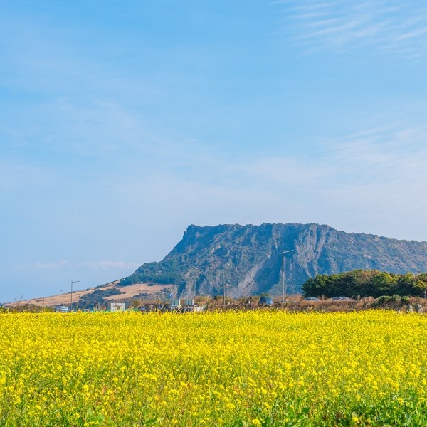 페오펫몰,[2개세트] 알로키친 알로칩스 베지믹스 #제주구좌당근 #단호박 #방울양배추