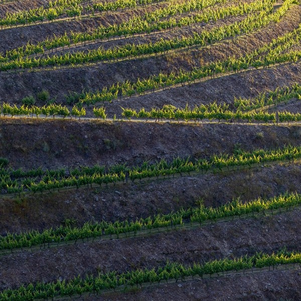 페오펫몰,[2개세트] 알로키친 알로칩스 유기농 연근칩