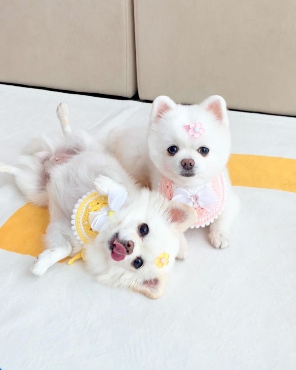 페오펫몰,[가득샵] 미니 니트핀(2cm) • 고양이 강아지 헤어핀 미간핀