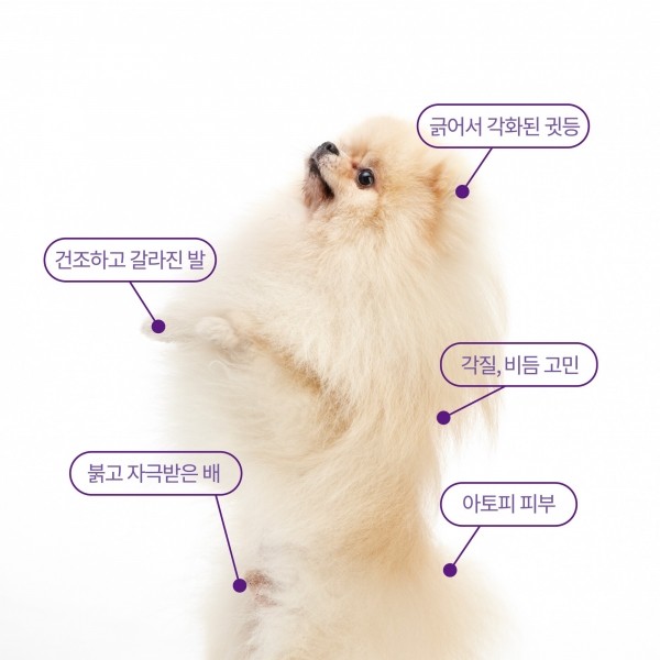 페오펫몰,코미토르 밸런스 펫 세럼 피부염,발사탕,습진,보습,진정,발바닥,아토피,연고 30g