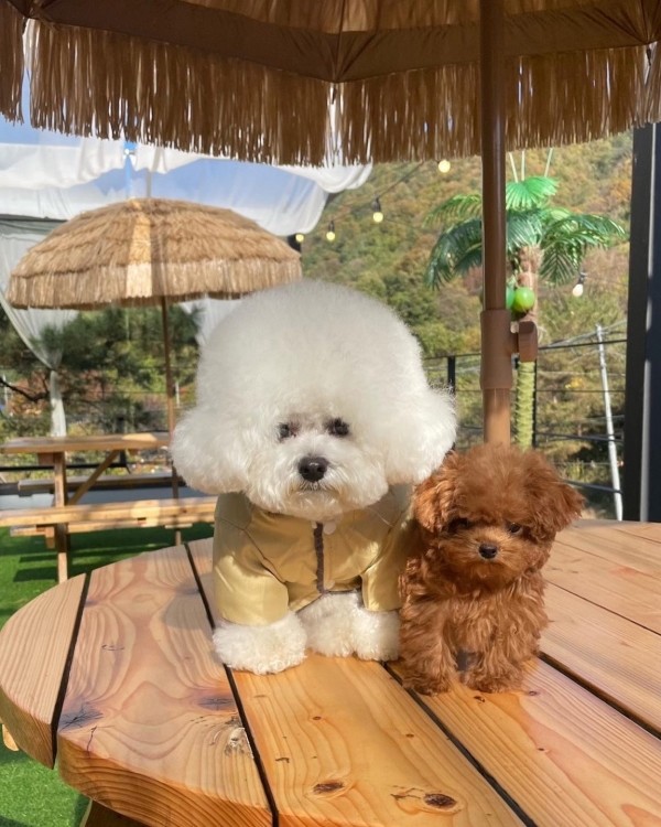 페오펫몰,반려미인 강아지 패딩 하네스 베스트