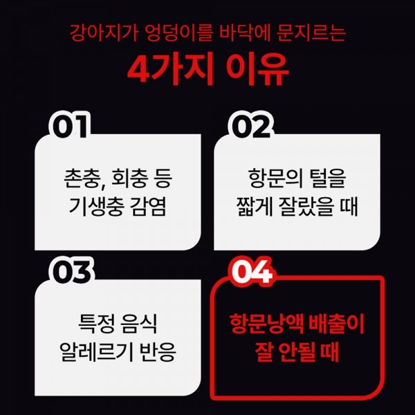 페오펫몰,펫생각 강아지 올인원 종합 멀티 비타민 항산화 영양제 66g