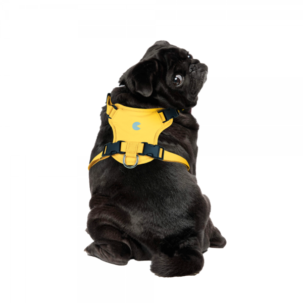 페오펫몰,코코넛즈 노터치 라이트 하네스 - 옐로우