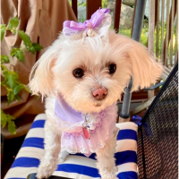 [따스한특가]레이스 라일락 강아지반다나 헤어핀 스카프,애견빕