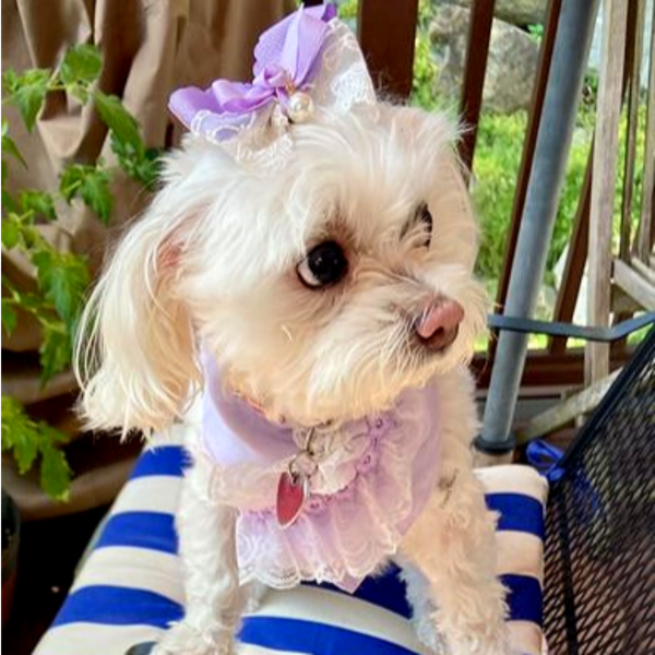 페오펫몰,[따스한특가]레이스 라일락 강아지반다나 헤어핀 스카프,애견빕