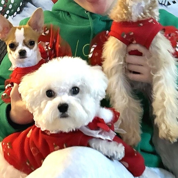 페오펫몰,[감사특가]크리스마스 화이트레이스 강아지 스웻셔츠,애견티셔츠,크리스마스애견옷