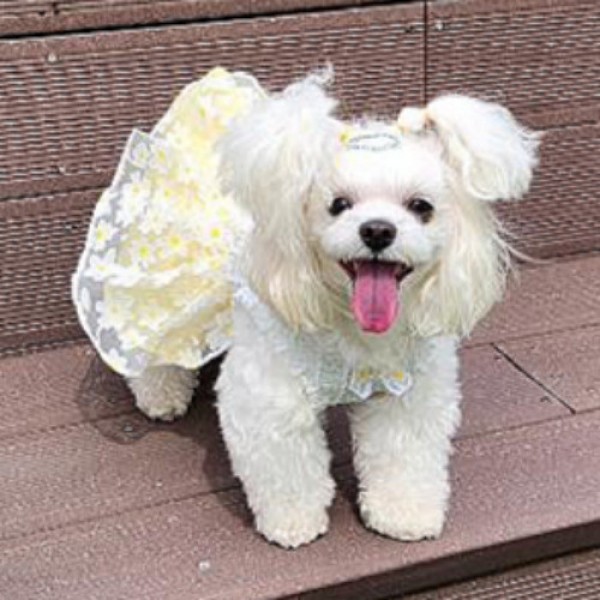 페오펫몰,플로피이얼스[꽃길특가]카밀리아 화이트드레스,강아지원피스