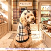 [꽃길특가]체크안기모 스판티셔츠,강아지옷,스웻셔츠,애견옷,퍼스카프,채크리본