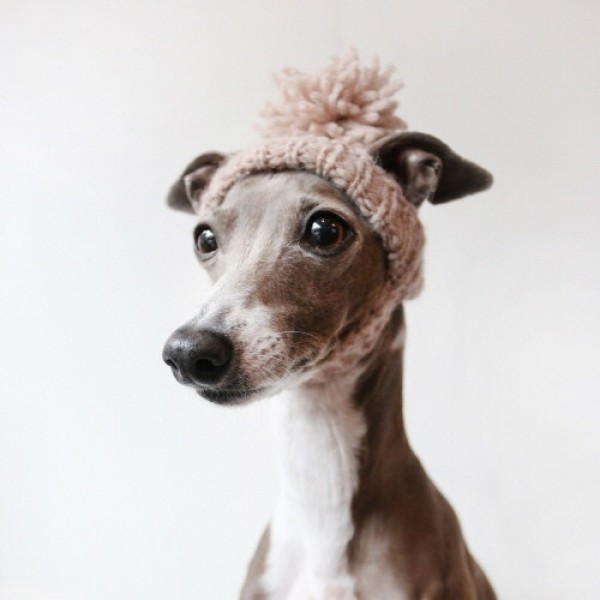 페오펫몰,[완제품/강아지 손뜨개 모자] 미미비니