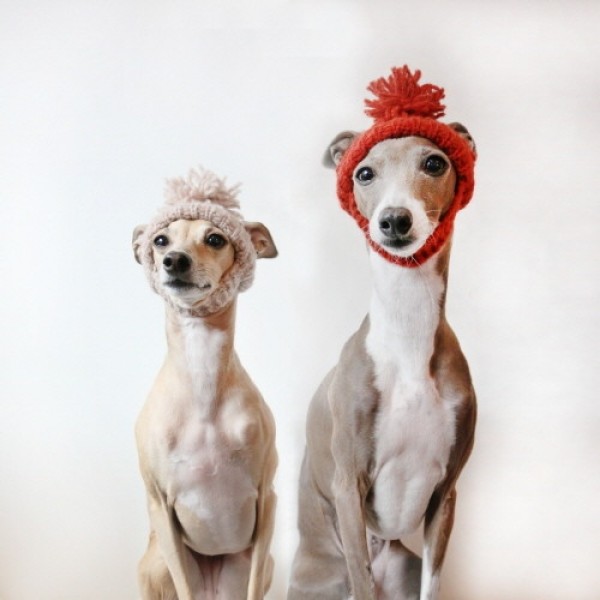 페오펫몰,[완제품/강아지 손뜨개 모자] 미미비니