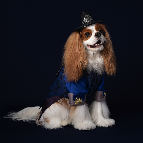 페오펫몰,HanBok - Guardian (Brown/Navy)
