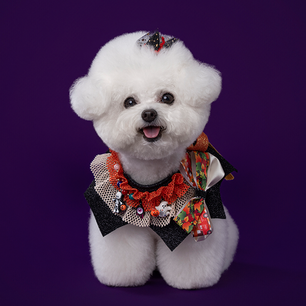 페오펫몰,Halloween Golden Cape