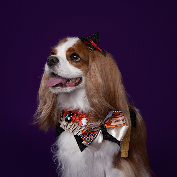 페오펫몰,Halloween Golden Cape